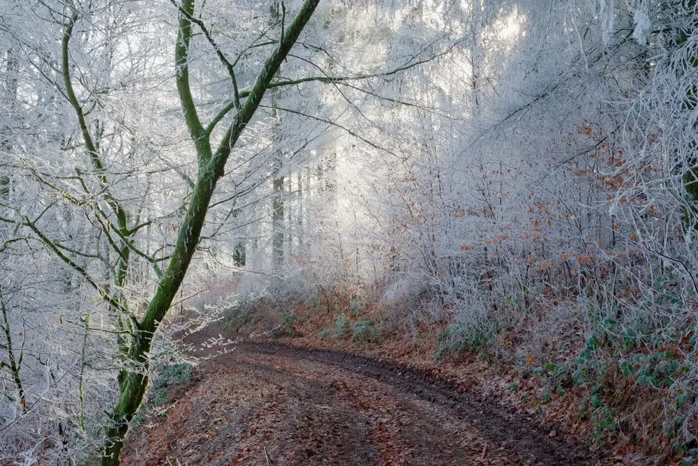 gr16Winter